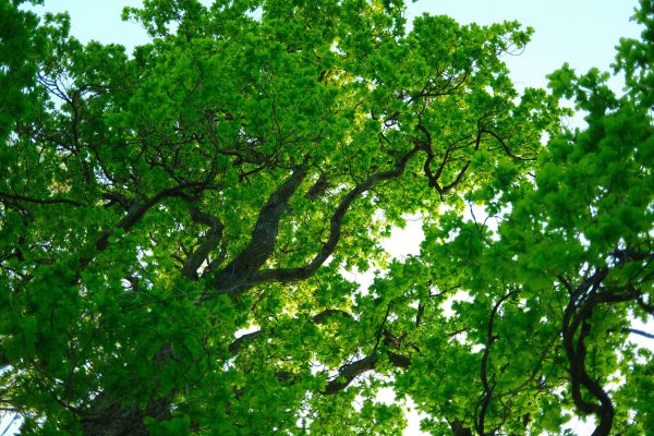 Vibrant green foliage of a tree viewed from below with sunlight filtering through. Nature 4K