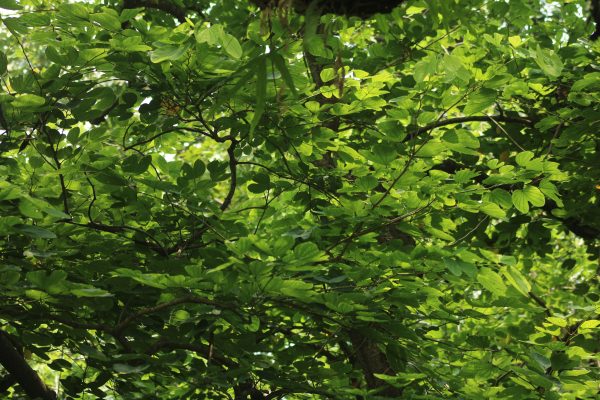 Vibrant green leaves form a dense canopy under sunlight, creating a serene natural backdrop. Nature 4K