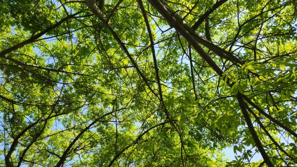 Vibrant green tree canopy against blue sky, showcasing fresh summer foliage. Nature 4K