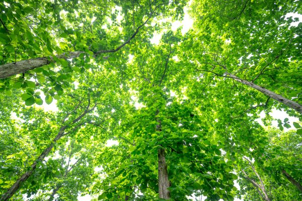 Vibrant green tree canopy viewed from below, capturing the vivid essence of a forest. Nature 4K