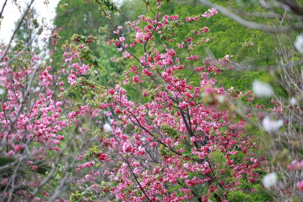 Vibrant pink cherry blossoms flourish amidst lush green leaves capturing spring's essence. Anime 4K
