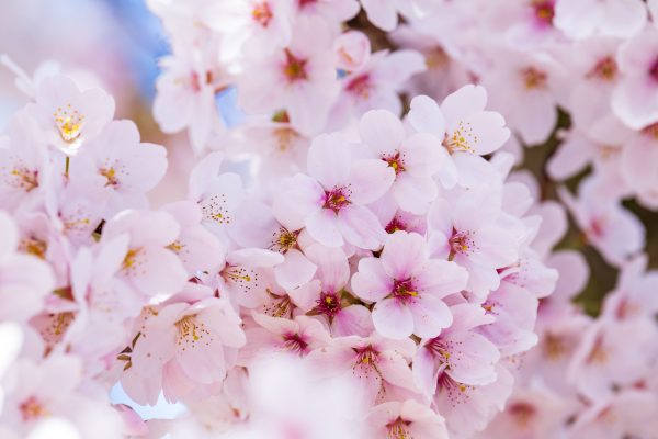 Vibrant pink cherry blossoms in full bloom on a sunny spring day. Anime 4K