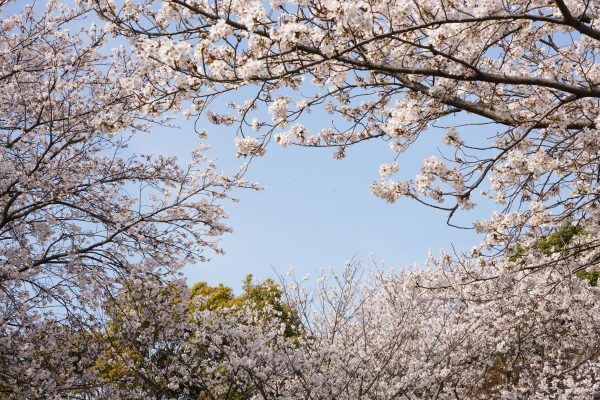 White cherry blossoms in full bloom against a clear blue sky in spring. Anime 4K